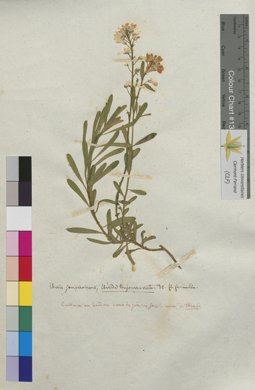 Iberis sempervirens (Brassicaceae)