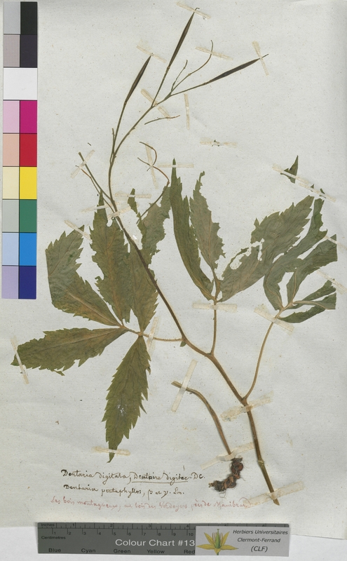 Dentaria digitata (Brassicaceae)