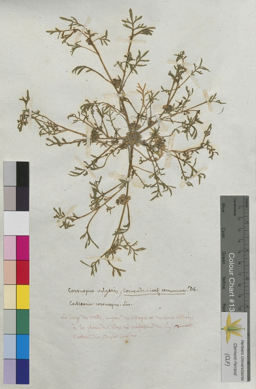 Coronopus vulgaris (Brassicaceae)