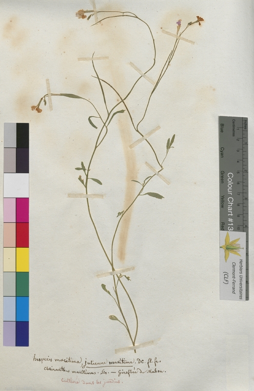 Hesperis maritima (Brassicaceae)