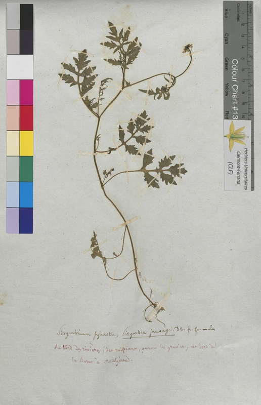 Sisymbrium sylvestre (Brassicaceae)