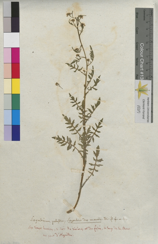 Sisymbrium palustre (Brassicaceae)