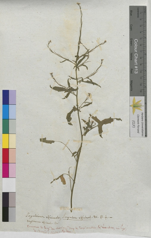 Sisymbrium officinale (Brassicaceae)