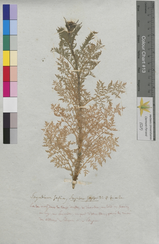 Sisymbrium sophia (Brassicaceae)