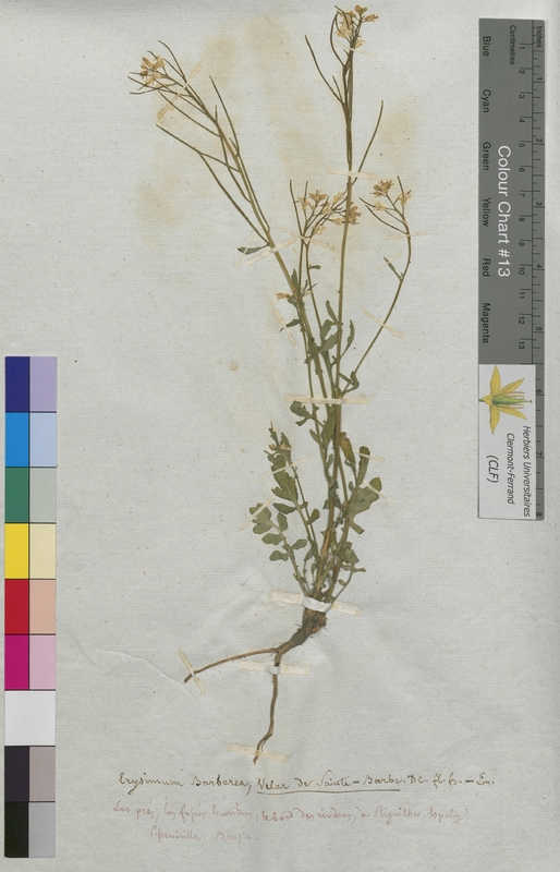 Erysimum barbarea (Brassicaceae)