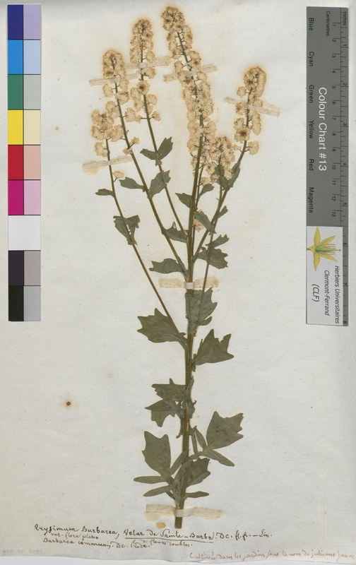 Erysimum barbarea (Brassicaceae)