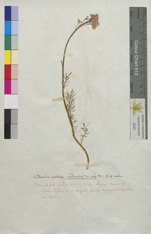 Cardamine pratensis (Brassicaceae)