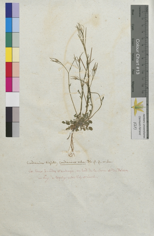 Cardamine hirsuta (Brassicaceae)