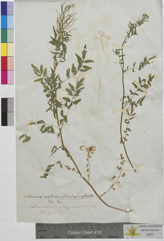 Cardamine impatiens (Brassicaceae)