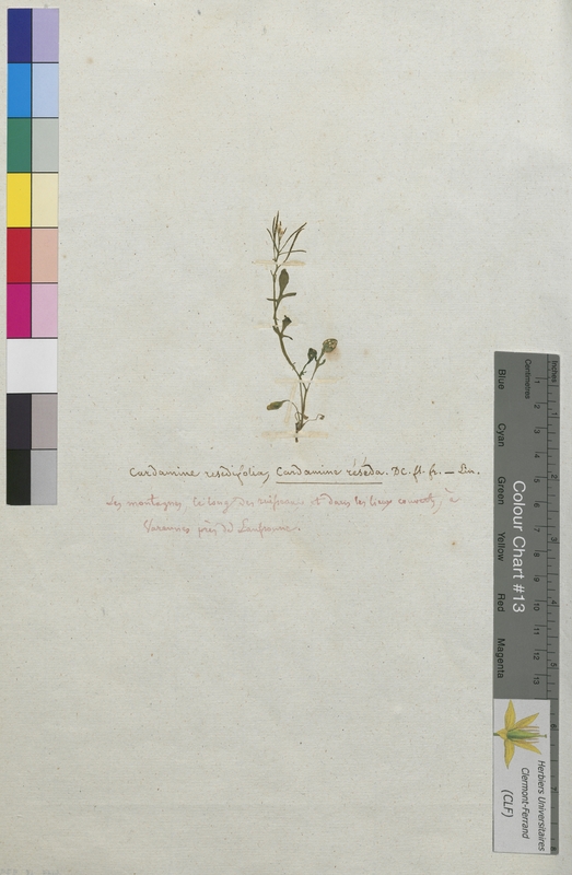 Cardamine resedifolia (Brassicaceae)