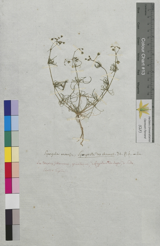Spergula arvensis (Caryophyllaceae)