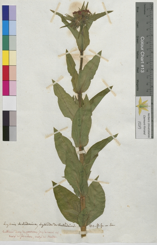 Lychnis chalcedonica (Caryophyllaceae)