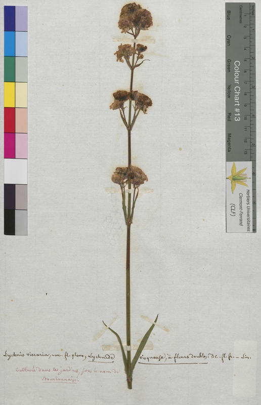 Lychnis viscaria (Caryophyllaceae)