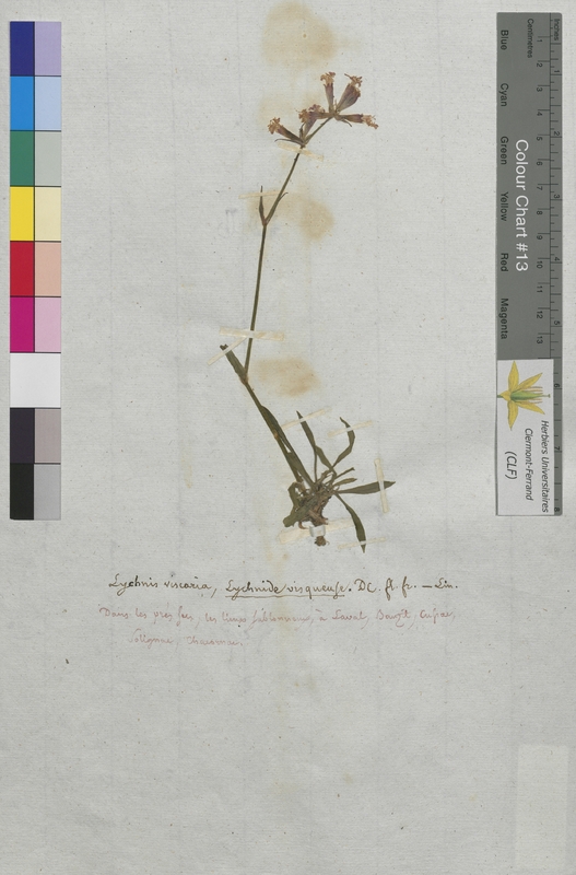 Lychnis viscaria (Caryophyllaceae)