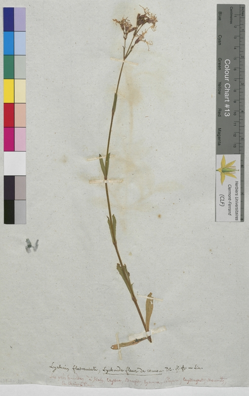 Lychnis flos-cuculi (Caryophyllaceae)