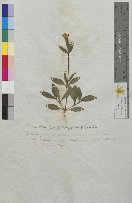 Lychnis dioica (Caryophyllaceae)