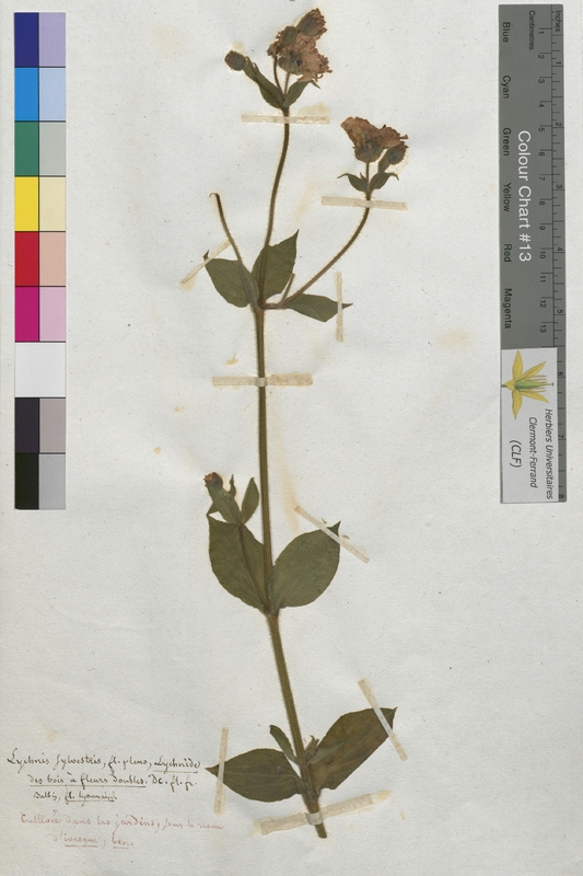 Lychnis sylvestris (Caryophyllaceae)