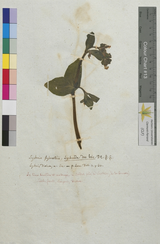 Lychnis sylvestris (Caryophyllaceae)