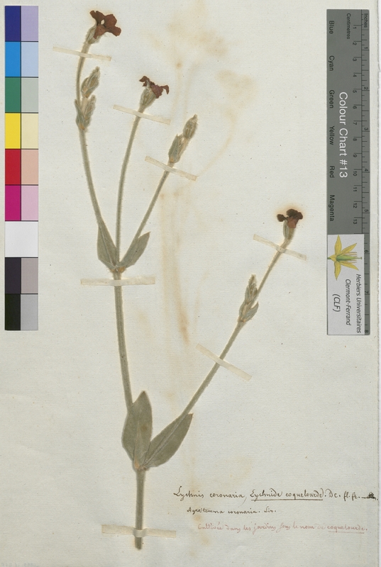 Lychnis coronaria (Caryophyllaceae)