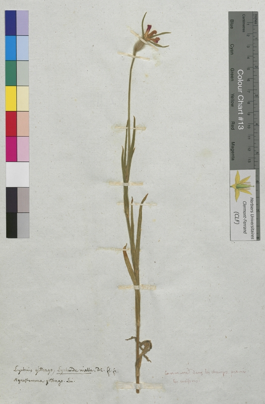 Lychnis githago (Caryophyllaceae)