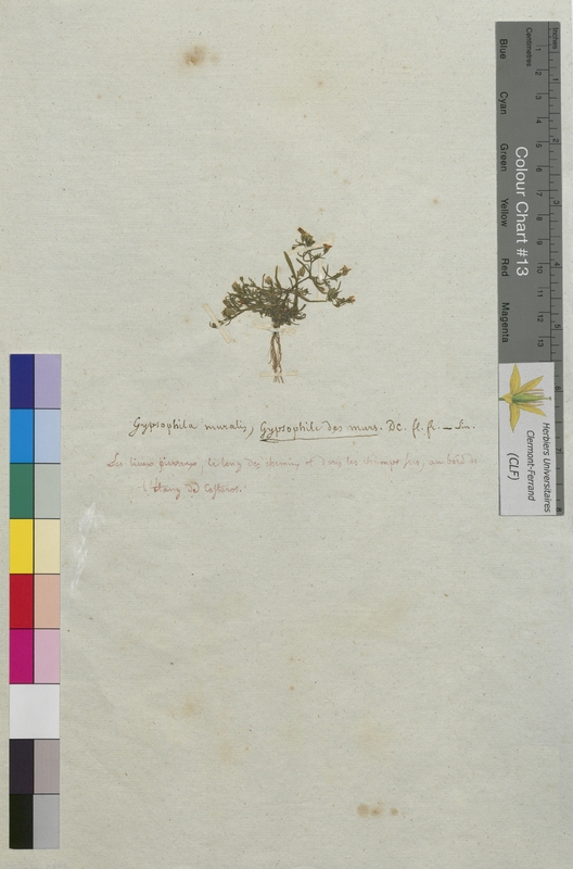 Gypsophila muralis (Caryophyllaceae)