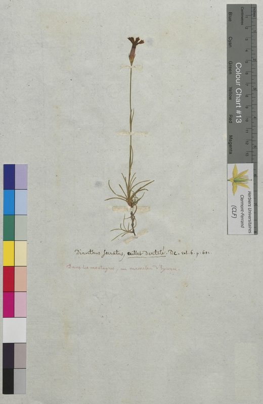 Dianthus serratus (Caryophyllaceae)