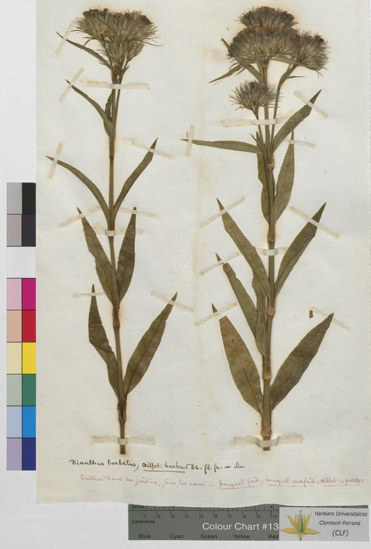 Dianthus barbatus (Caryophyllaceae)