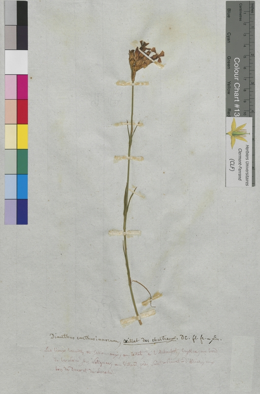 Dianthus carthusianorum (Caryophyllaceae)