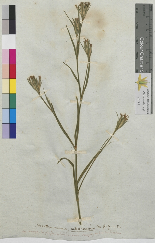 Dianthus armeria (Caryophyllaceae)