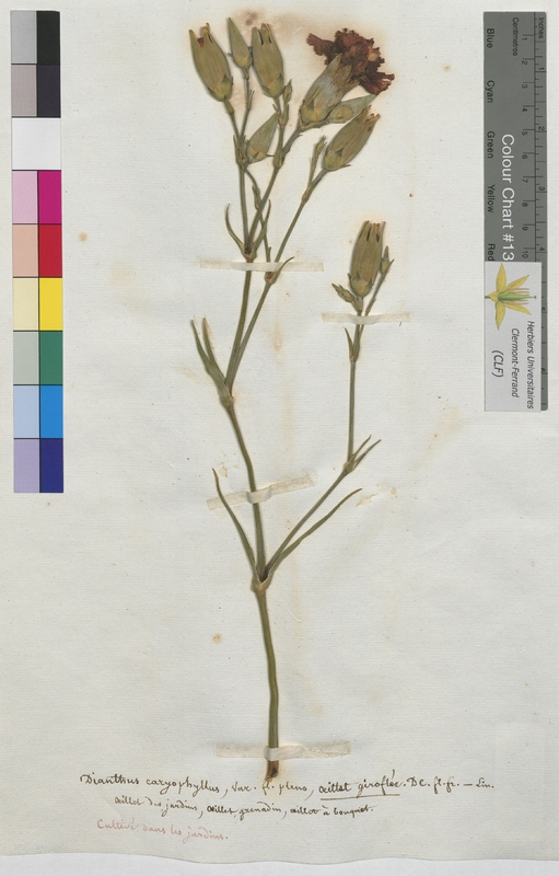 Dianthus caryophyllus (Caryophyllaceae)