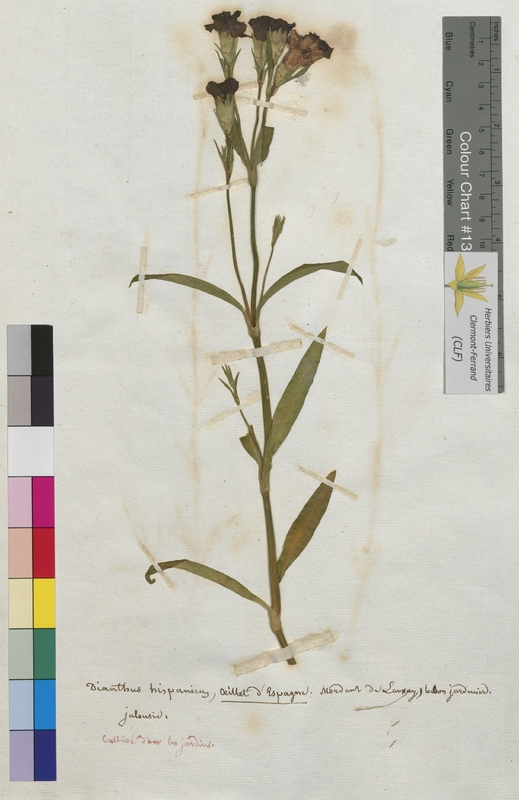 Dianthus hispanicus (Caryophyllaceae)
