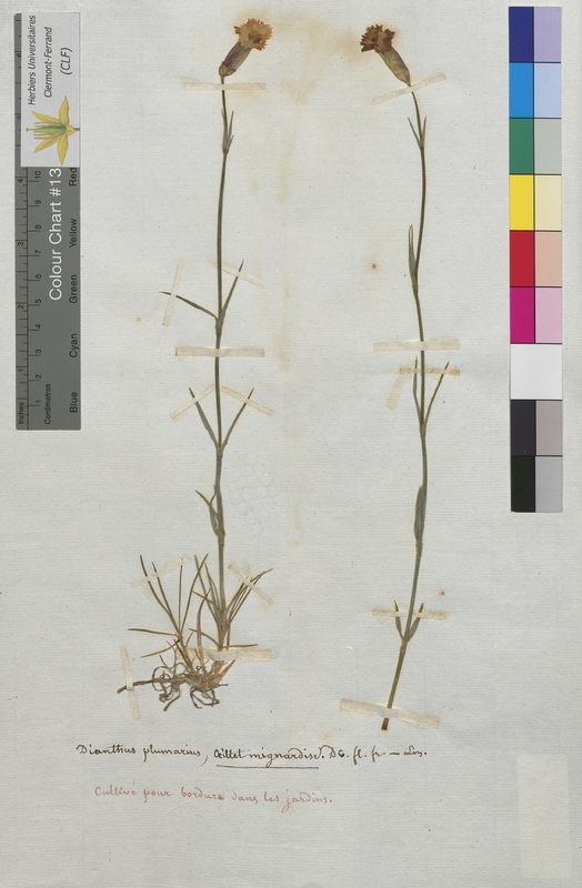 Dianthus plumarius (Caryophyllaceae)