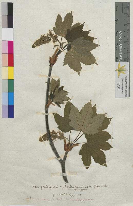 Acer pseudoplatanus (Aceraceae)