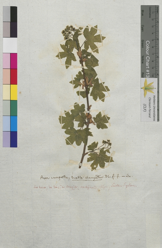 Acer campestre (Aceraceae)