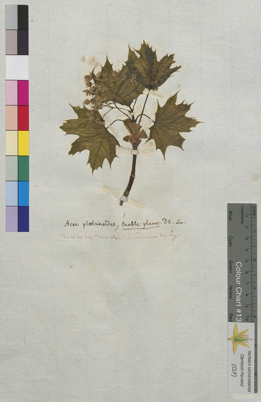 Acer platanoides (Aceraceae)