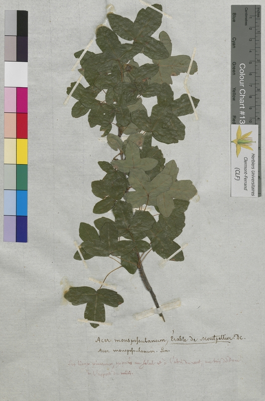 Acer monspessulanum (Aceraceae)