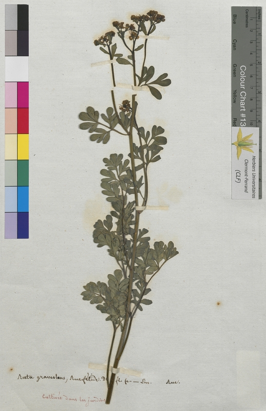Ruta graveolens (Rutaceae)
