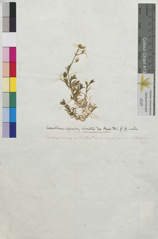 Cerastium alpinum (Caryophyllaceae)