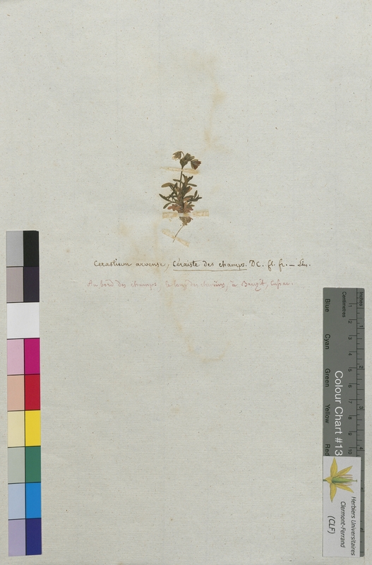 Cerastium arvense (Caryophyllaceae)