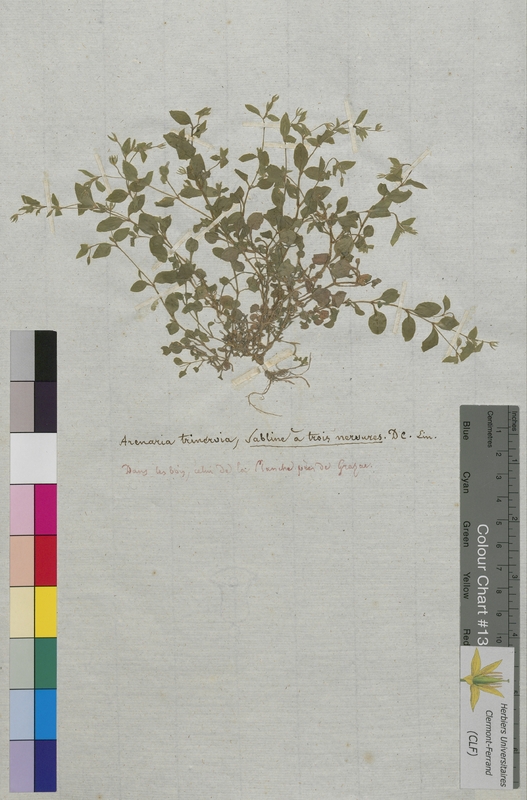 Arenaria trinervia (Caryophyllaceae)