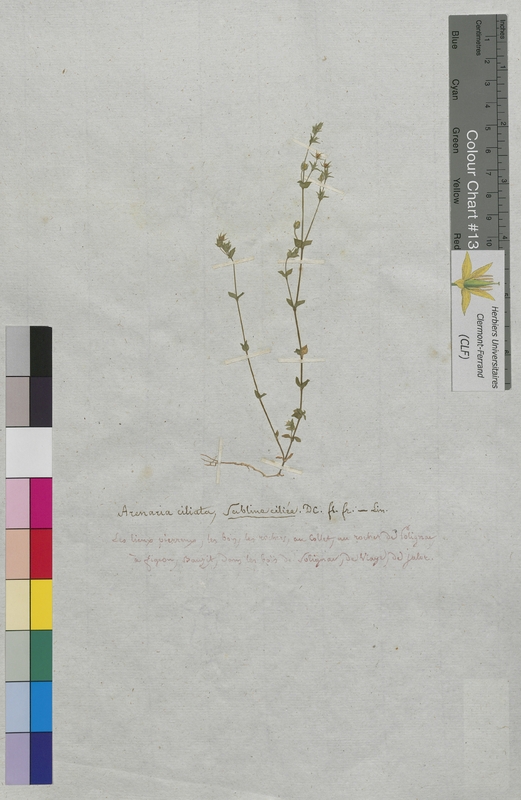 Arenaria ciliata (Caryophyllaceae)