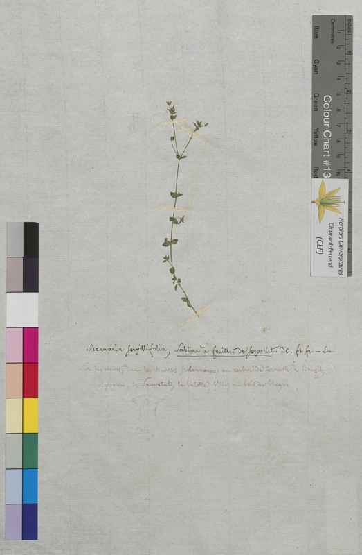 Arenaria serpyllifolia (Caryophyllaceae)