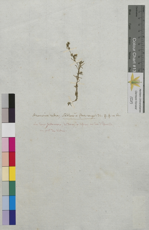 Arenaria rubra (Caryophyllaceae)