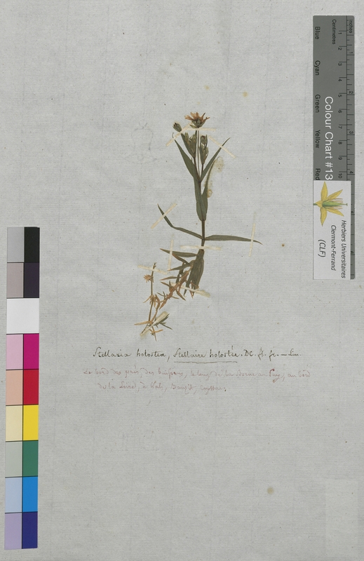 Stellaria holostea (Caryophyllaceae)