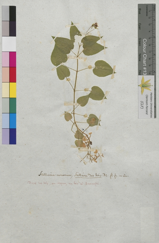 Stellaria nemorum (Caryophyllaceae)