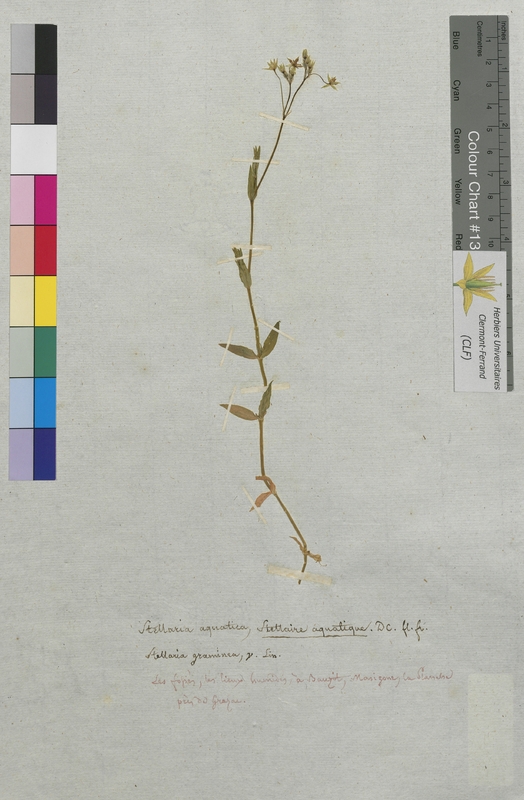 Stellaria aquatica (Caryophyllaceae)