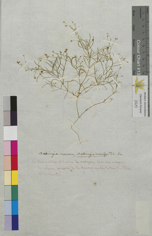 Moehringia muscosa (Caryophyllaceae)
