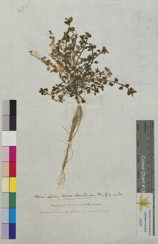 Alsine media (Caryophyllaceae)