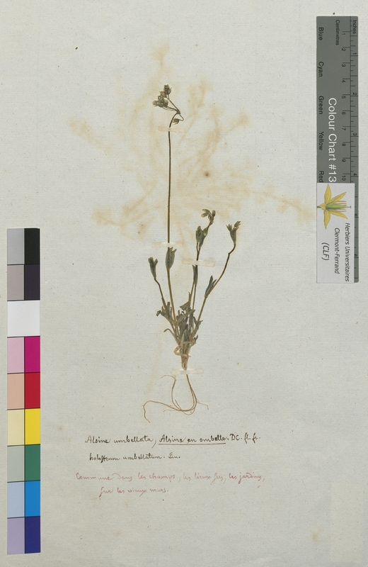 Alsine umbellata (Caryophyllaceae)