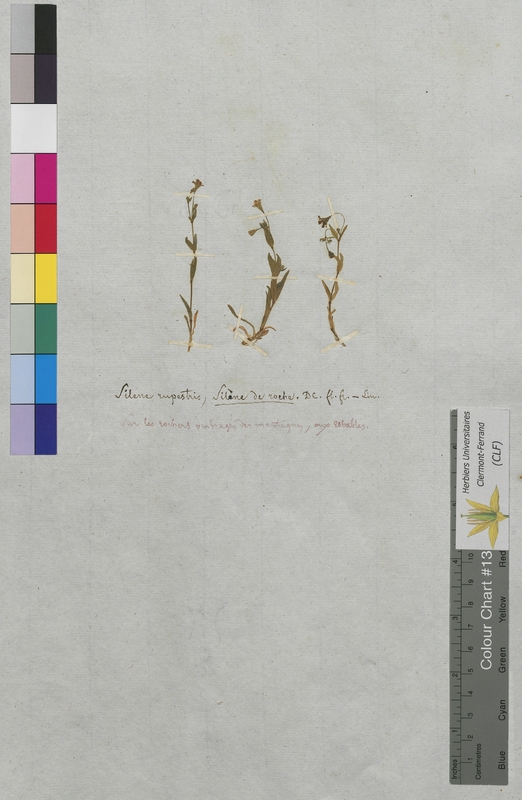 Silene rupestris (Caryophyllaceae)